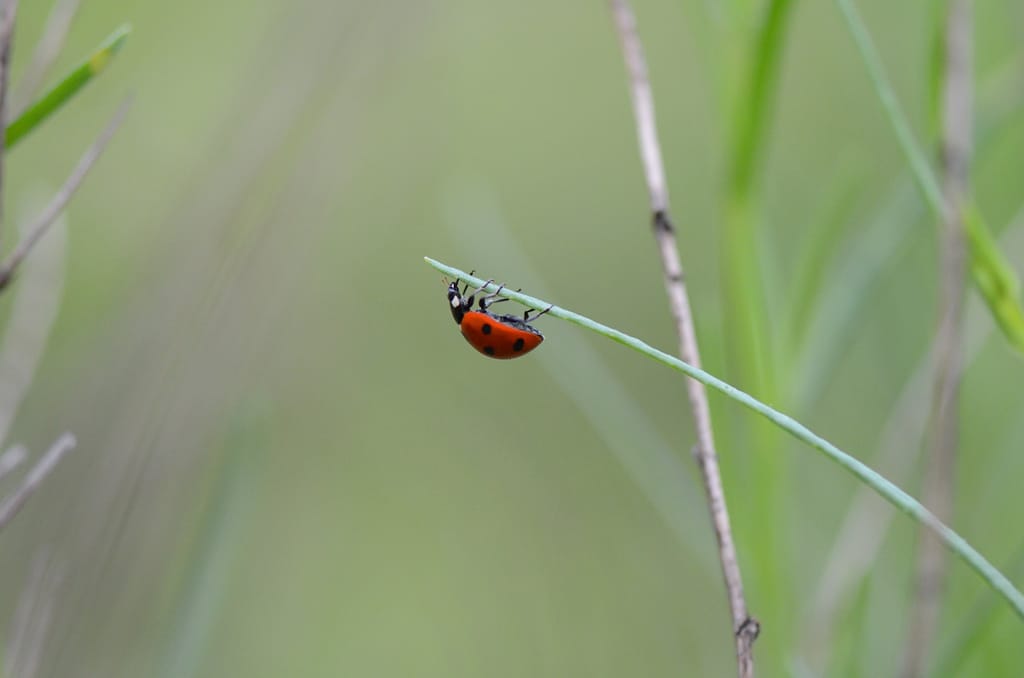 A ladybird clings upside down to a stalk of grass