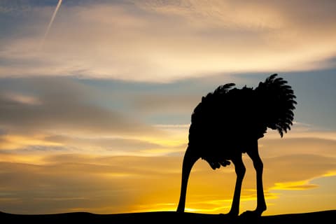 Protecting your freelance business is not about being an ostrich with your head in the sand (this one isn't even getting to enjoy the sunset behind it).